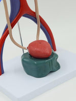 Modelo anatómico del Sistema urinario urologia