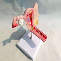 Modelo anatómico uterino - Enfermedad Vaginal Enf transmision sexual