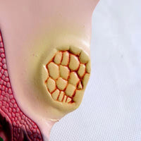 Modelo anatómico uterino - Enfermedad Vaginal Enf transmision sexual