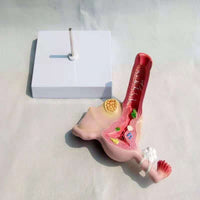 Modelo anatómico uterino - Enfermedad Vaginal Enf transmision sexual