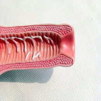 Modelo anatómico uterino - Enfermedad Vaginal Enf transmision sexual