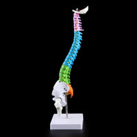 Modelo Anatómico De Columna Vertebral