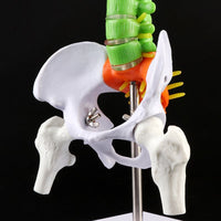 Modelo Anatómico De Columna Vertebral