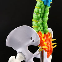 Modelo Anatómico De Columna Vertebral