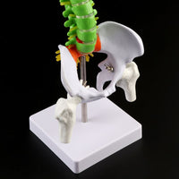 Modelo Anatómico De Columna Vertebral
