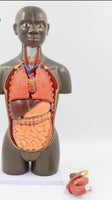 modelo anatomico de Torso unisex desmontable Africano 50 cms - facultad de medicina