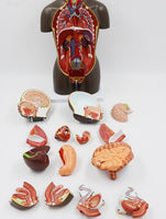 modelo anatomico de Torso unisex desmontable Africano 50 cms - facultad de medicina