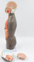 modelo anatomico de Torso unisex desmontable Africano 50 cms - facultad de medicina