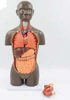 modelo anatomico de Torso unisex desmontable Africano 50 cms - facultad de medicina