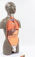 modelo anatomico de Torso unisex desmontable Africano 50 cms - facultad de medicina