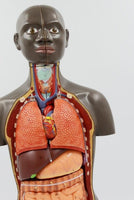 modelo anatomico de Torso unisex desmontable Africano 50 cms - facultad de medicina
