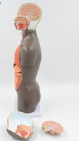 modelo anatomico de Torso unisex desmontable Africano 50 cms - facultad de medicina