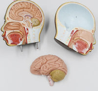 modelo anatomico de Torso unisex desmontable Africano 50 cms - facultad de medicina