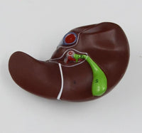 modelo anatomico de Torso unisex desmontable Africano 50 cms - facultad de medicina