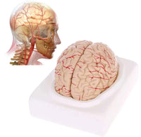 Modelo Anatomico Cerebro Humano escala 1:1 desmontable