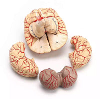 Modelo Anatomico Cerebro Humano escala 1:1 desmontable
