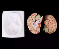 Modelo Anatomico Cerebro Humano escala 1:1 desmontable