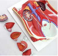 Modelo anatomico de sistema urinario urologia Desmontable