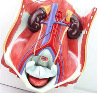 Modelo de sistema urinario