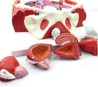 sistema urinario desmontable