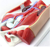 Modelo anatomico de sistema urinario urologia Desmontable