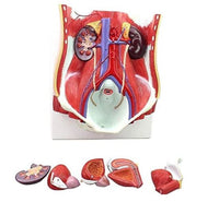 Modelo Urinario Desmontable