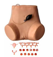 Modelo simulación examen ginecologico útero cervix simulador
