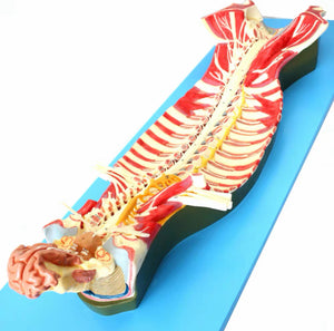 Modelo anatomico de espina dorsal humana anestesia columna vertebral nervio espinal