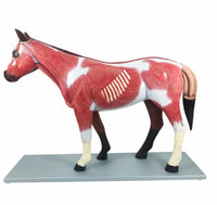 Modelo de caballo para MVZ Desmontable
