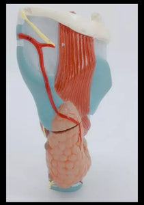 Modelo anatomico de garganta humana - modelos anatómicos del cuerpo humano