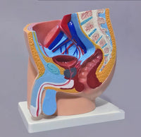 Modelo masculino sección sagital pelvis genital masculina organos sexuales masculinos
