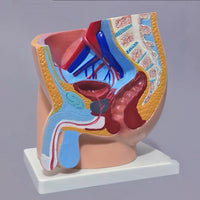 Modelo masculino sección sagital pelvis genital masculina organos sexuales masculinos