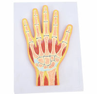 Modelo Anatomico de la mano
