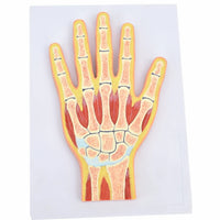 Modelo Anatomico de la mano