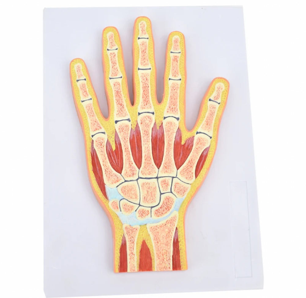 Modelo Anatomico de la mano
