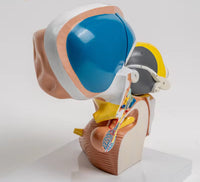 Modelo de Talamo cerebral neurología
