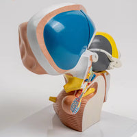 Modelo de Talamo cerebral neurología