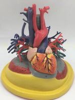 Modelo de Pulmon con corazon diafragma y arbol bronquial
