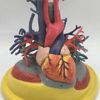 Modelo de Pulmon con corazon diafragma y arbol bronquial