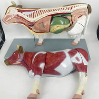 Modelo de Vaca para MVZ Desmontable