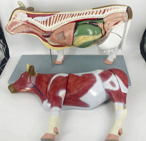 Modelo de Vaca para MVZ Desmontable