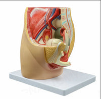 Modelo Pelvis Femenina Sagital 4D desmontable alta definiciion
