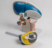 Modelo de Talamo cerebral neurología
