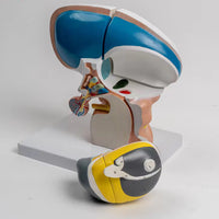 Modelo de Talamo cerebral neurología