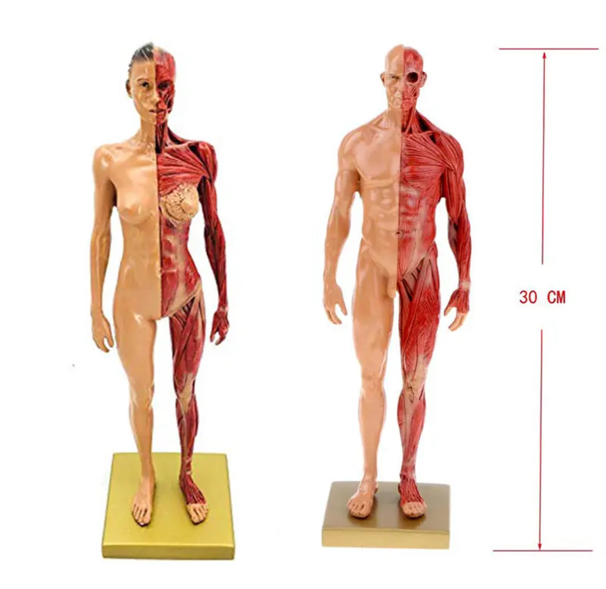 Modelo anatomico de cuerpo humano 30cm - muscular