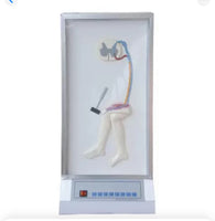 Simulador de reflejos médula espinal
