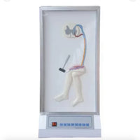 Simulador de reflejos médula espinal