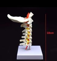 Modelo de columna Cervical con la arteria del cuello - modelos anatómicos
