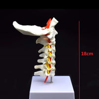 Modelo de columna Cervical con la arteria del cuello - modelos anatómicos