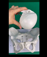 Modelo pelvis con craneo fetal
